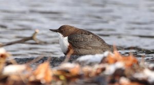 White-throated dipper