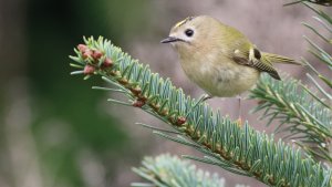 goldcrest