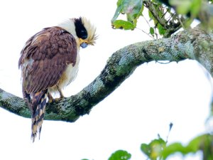 Laughing falcon