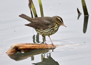 Northern Waterthrush