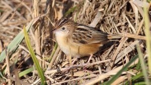 zitting cisticola