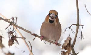 Hawfinch