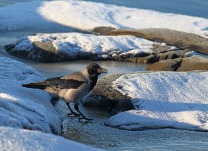 Common and neglected...Hooded crow