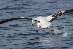 New Zealand Wandering Albatross