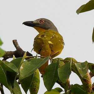 Grey Headed Bush-shrike