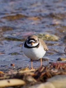 Common ringed plover