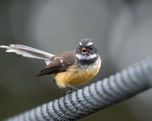 New Zealand Fantail