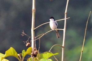 Northern Puffback