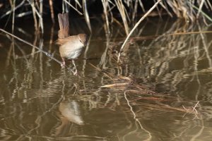 cetti's warbler