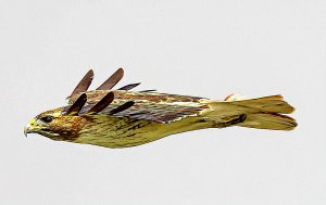 Fuertes' Red-tailed Hawk