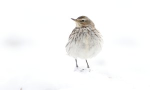 Meadow pipit