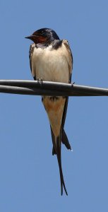 Barn Swallow