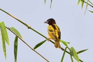 Village Weaver