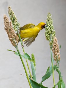 Ruppell and the Millet