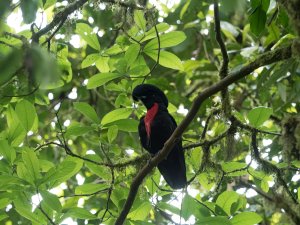 Bare-necked Umbrellabird