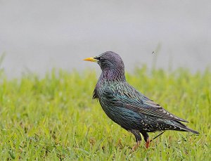 Common Starling