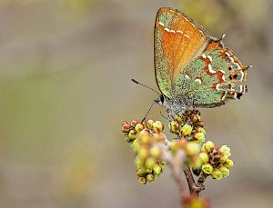 Juniper Hairstreak