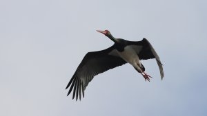 black stork