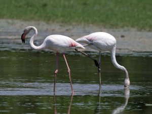 Greater Flamingo