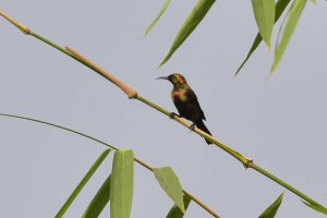 Copper Sunbird