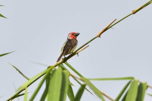 Vieillots Barbet