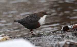 European dipper