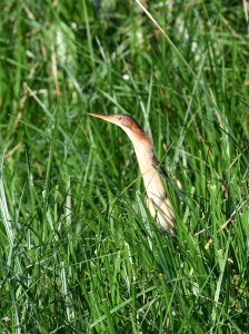 Least Bittern