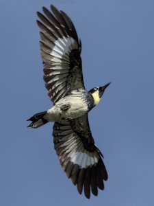 www.birdforum.net