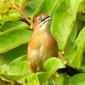 Moustached Grass Warbler