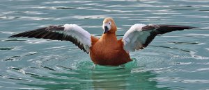 Ruddy Shelduck