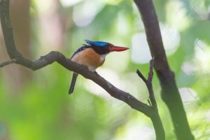 Banded Kingfisher