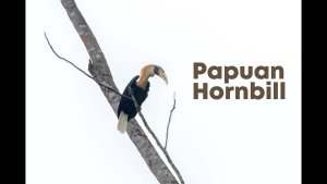 Blyth's hornbill (Rhyticeros plicatus), also known as the Papuan hornbill or kokomo