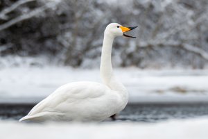 Whooper swan