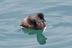 Little Grebe 1.