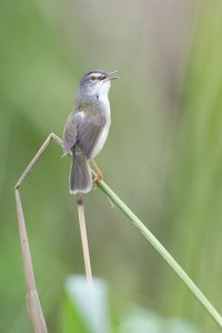 Yellow-bellied Prinia