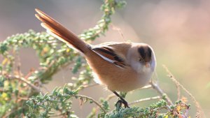 bearded reedling (female)