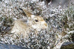 Frosty Mountain Hare