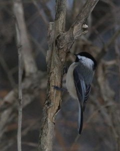 Another Chickadee!