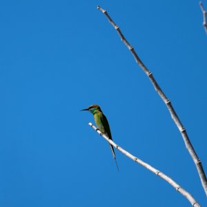 asian green bee-eater.jpg