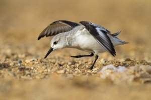 Sanderling