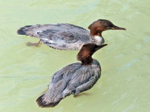 Goosander