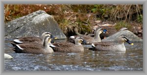 Eastern Spot-Billed Duck