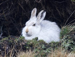 Peak District Mountain Hare.jpg