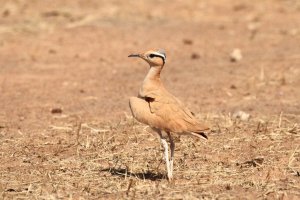 Cream Coloured Courser_7953.JPG