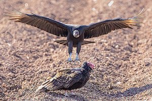 Black Vulture Incoming
