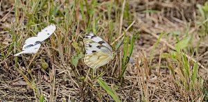 Checkered Whites