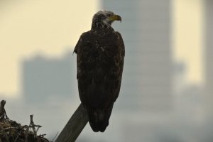 Bald Eagle immature