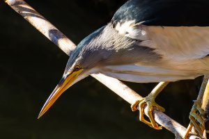 Little Bittern