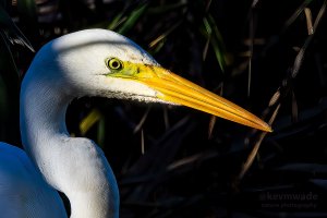 Great White Egret