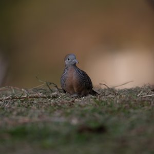 zebra dove-2.jpg